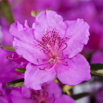 Rhododendron obtusum 'Königstein'