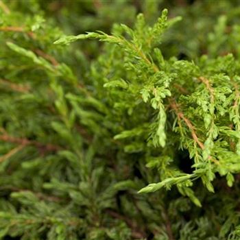 Juniperus communis 'Repanda'