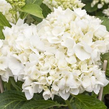 Hydrangea macrophylla 'Soeur Thérèse'