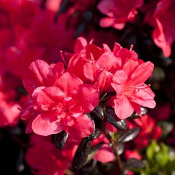 Rhododendron obtusum 'Maruschka'®