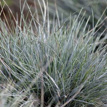 Festuca cinerea