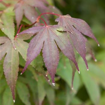 Acer palmatum 'Osakazuki'