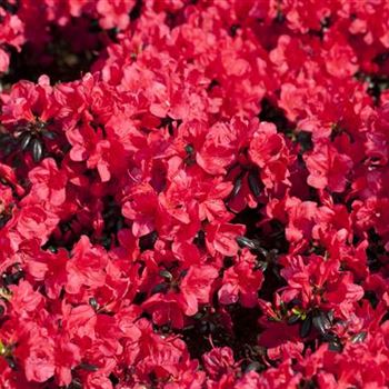 Rhododendron obtusum 'Maruschka'®