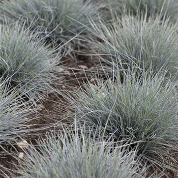 Festuca cinerea