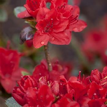 Rhododendron obtusum 'Maruschka'®