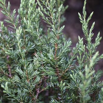 Juniperus communis 'Repanda'