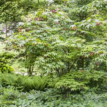 Acer palmatum 'Osakazuki'