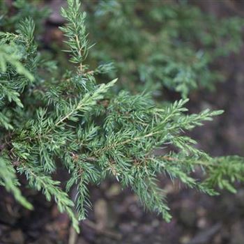 Juniperus communis 'Repanda'