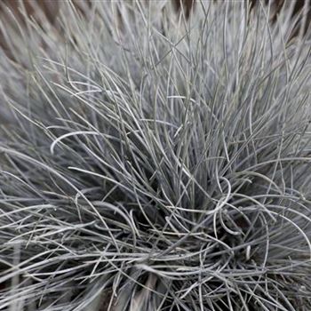 Festuca cinerea