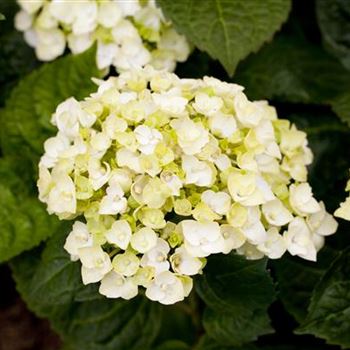 Hydrangea 'Endless Summer'®