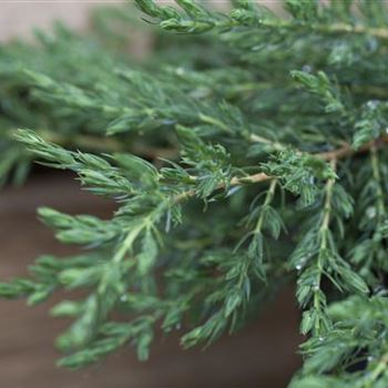 Juniperus communis 'Repanda'