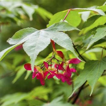 Acer palmatum 'Osakazuki'