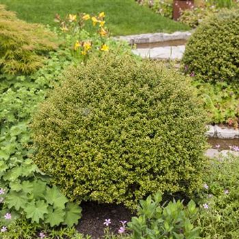 Ilex crenata 'Glorie Gem'