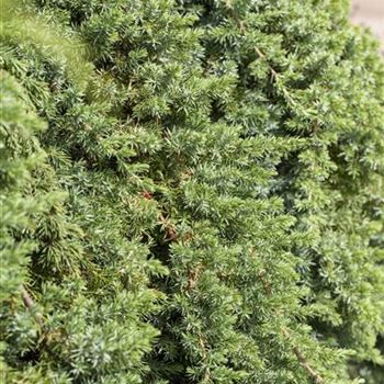 Juniperus conferta 'Blue Pacific'