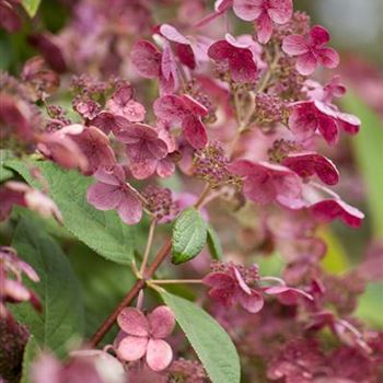 Hydrangea paniculata 'Early Sensation'®