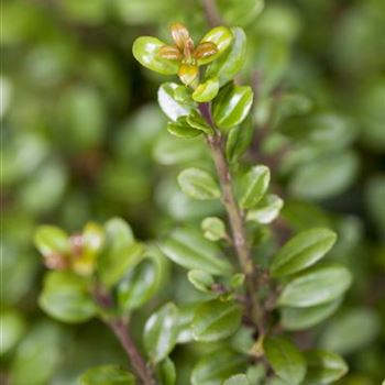 Ilex crenata 'Glorie Gem'