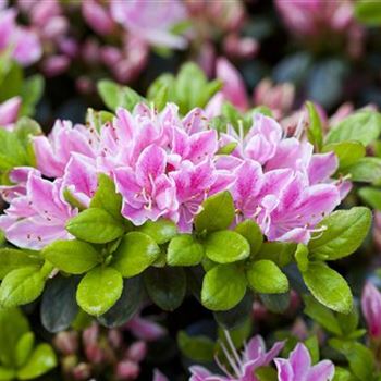 Rhododendron obtusum 'Kermesina Rose'