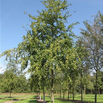 MRSE_Sol_baum_5xv_150-200x30-35a_R-1146_27_08_13_jh_37974.jpg