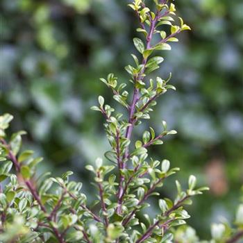 Ilex crenata 'Glorie Gem'