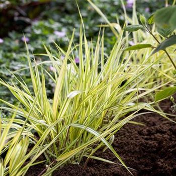 Hakonechloa macra 'Aureola'