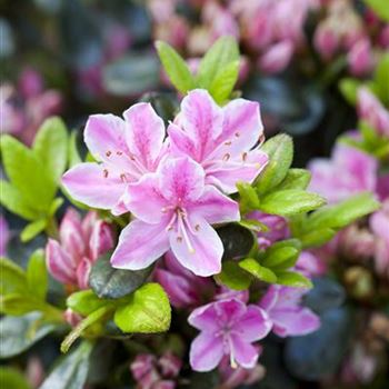 Rhododendron obtusum 'Kermesina Rose'