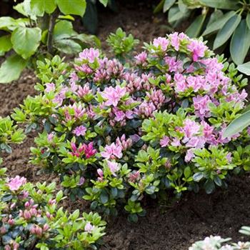 Rhododendron obtusum 'Kermesina Rose'