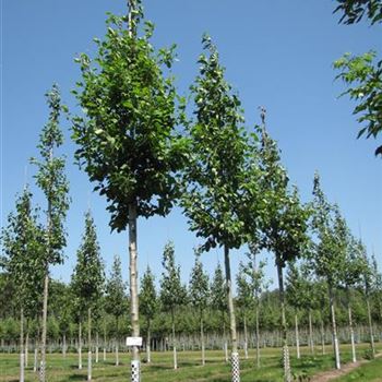 AIN_Sol_baum_4xv_150-200x20-25x400-500_R-241_02_07_15_jh_41112.jpg