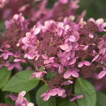 Hydrangea paniculata 'Early Sensation'®