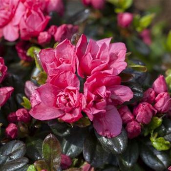 Rhododendron obtusum 'Rosinetta'®