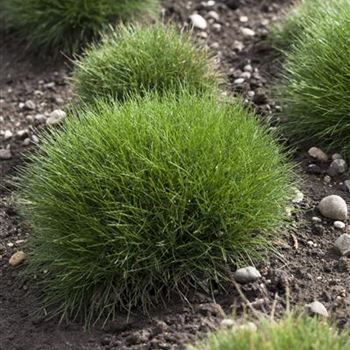 Festuca gautieri