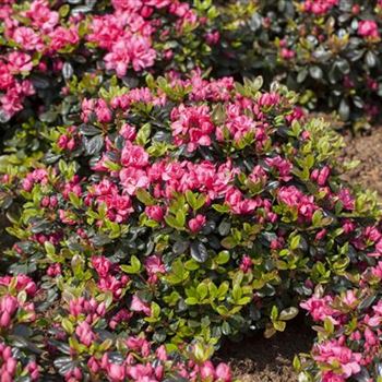 Rhododendron obtusum 'Rosinetta'®