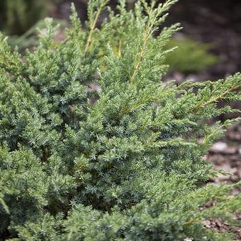 Juniperus horizontalis 'Andorra Compact'