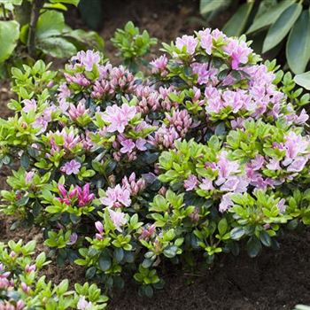 Rhododendron obtusum 'Rosinetta'®