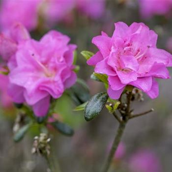 Rhododendron obtusum 'Rosinetta'®