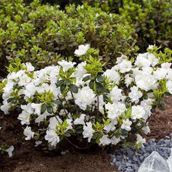 Rhododendron obtusum 'Schneeperle'®