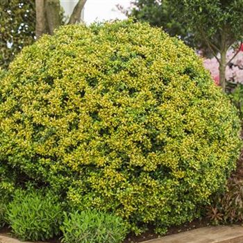 Ilex crenata 'Golden Gem', Kugel