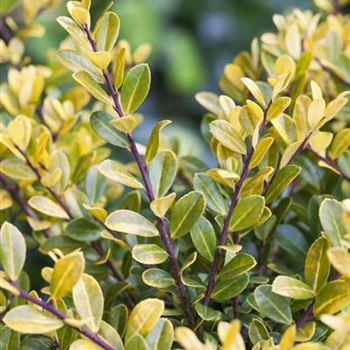 Ilex crenata 'Golden Gem'