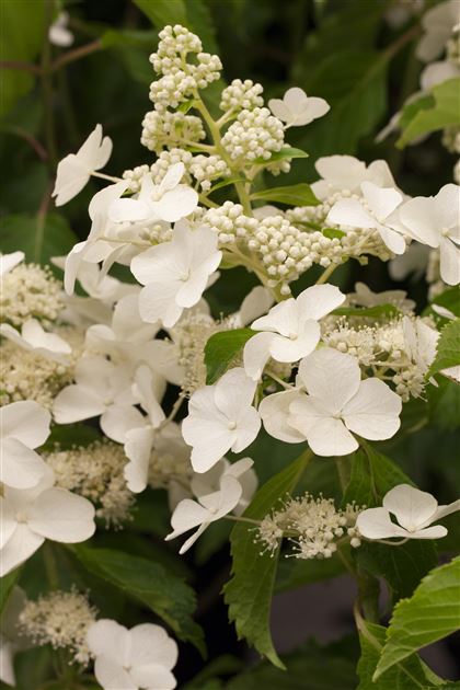 Hydrangea levana paniculata tavsifi