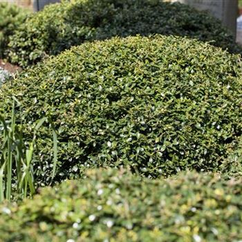 Ilex crenata 'Green Lustre'