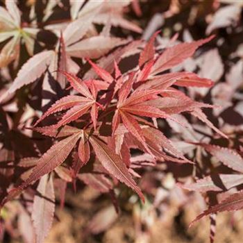 Acer palmatum 'Skeeter´s Broom'