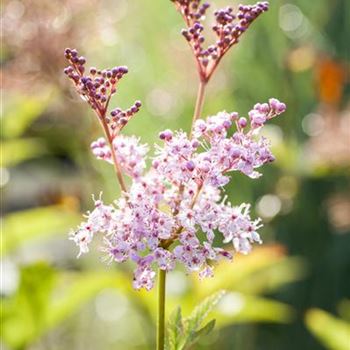 Filipendula rubra 'Venusta'