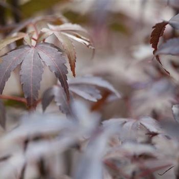 Acer palmatum 'Skeeter´s Broom'