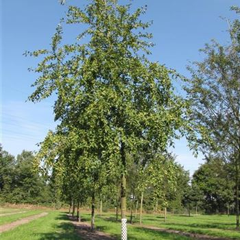 MRSE_Sol_baum_5xv_150-200x30-35_R-1146_27_08_13_jh_37973.jpg