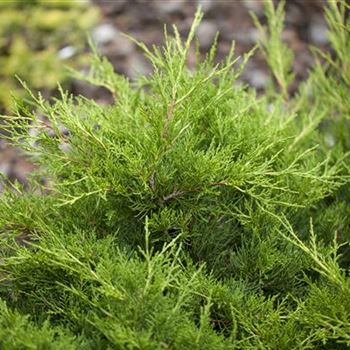 Juniperus x pfitzeriana 'Gold Coast'