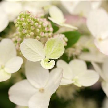 Hydrangea paniculata 'Magical Fire'®