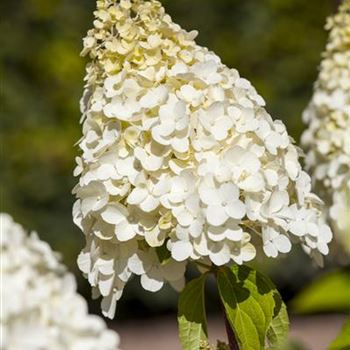 Hydrangea paniculata 'Magical Moonlight'®