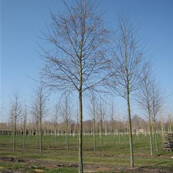 OCA_Sol_baum_4xv_150-200x25-30x400-500a_R-1061_20_02_14_jh_40425.jpg