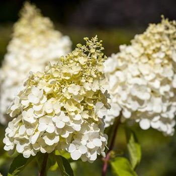 Hydrangea paniculata 'Magical Moonlight'®