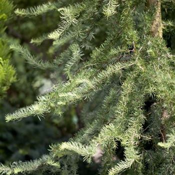 Larix kaempferi 'Diana'