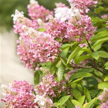 Hydrangea paniculata 'Pinky Winky'®